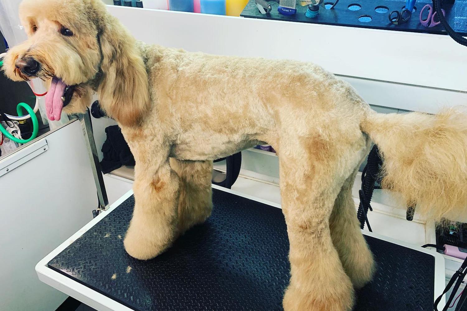 The Houndstooth Mobile Pet Grooming 1