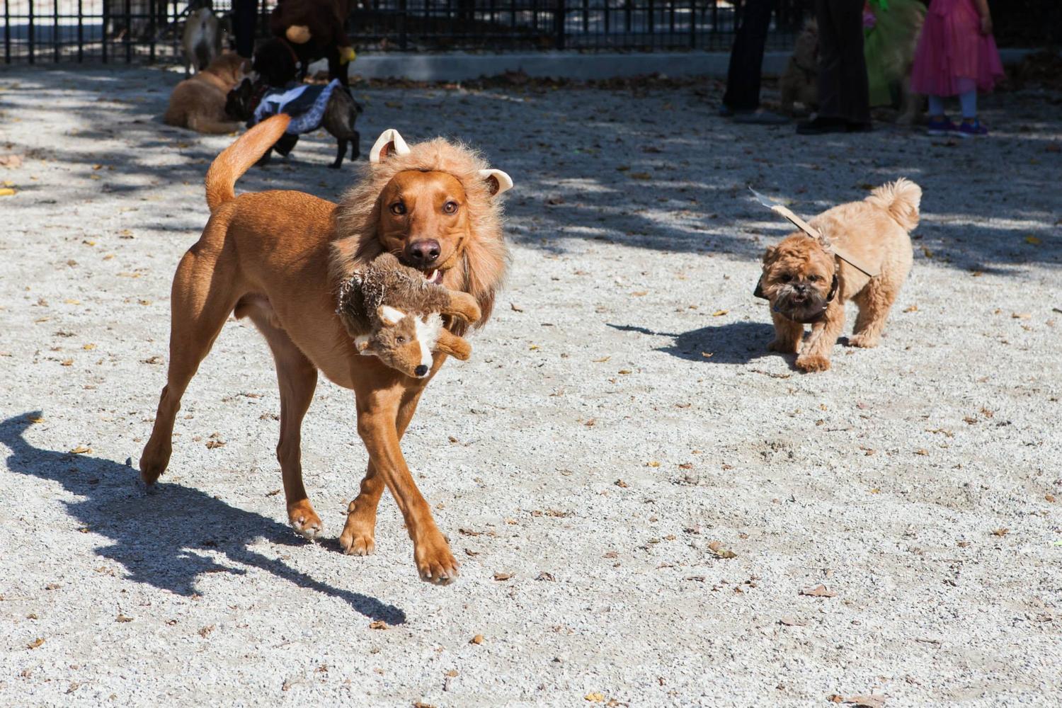 Dimattina Playground and Dog Run 1