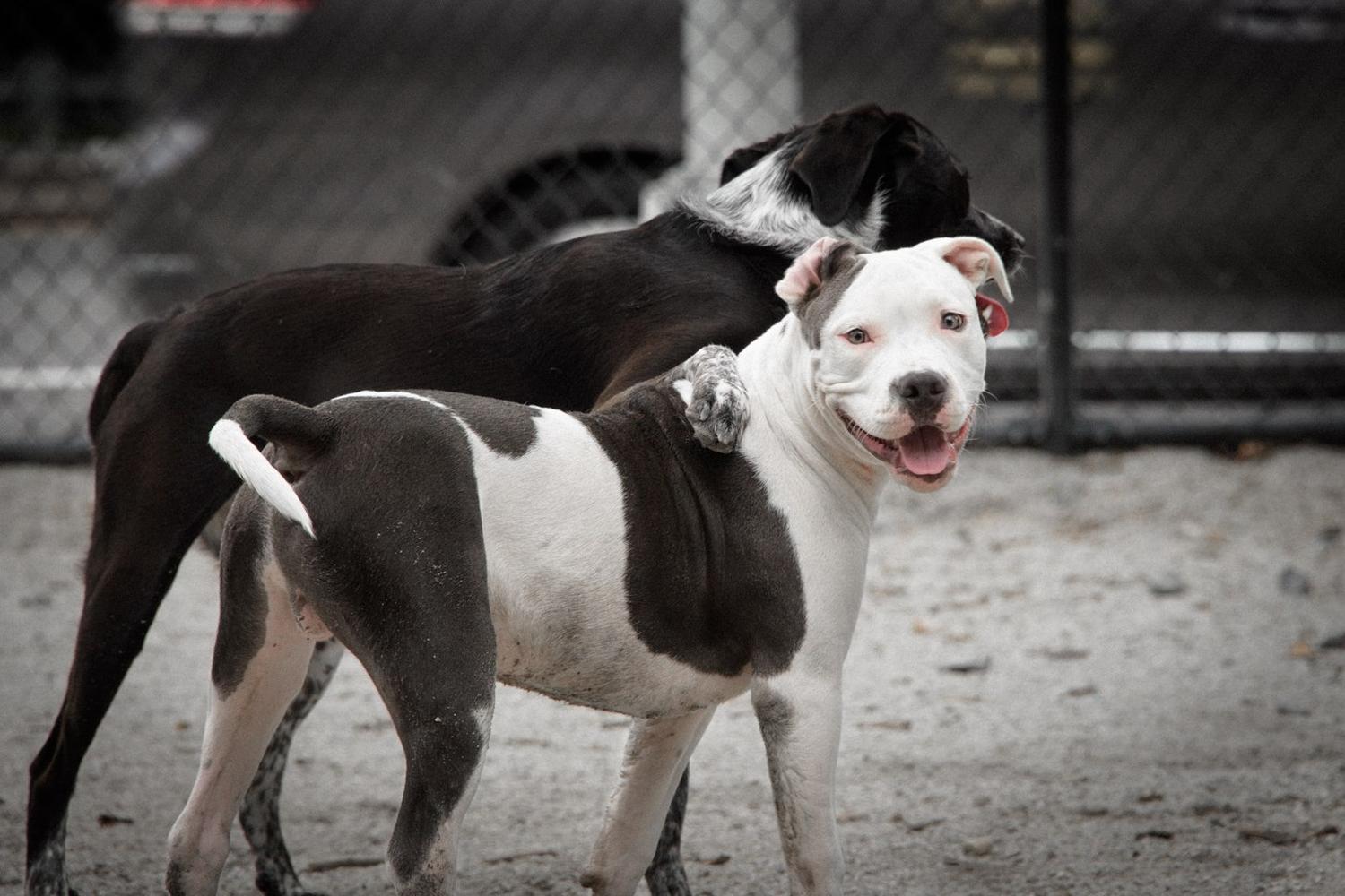 Dimattina Playground and Dog Run 5