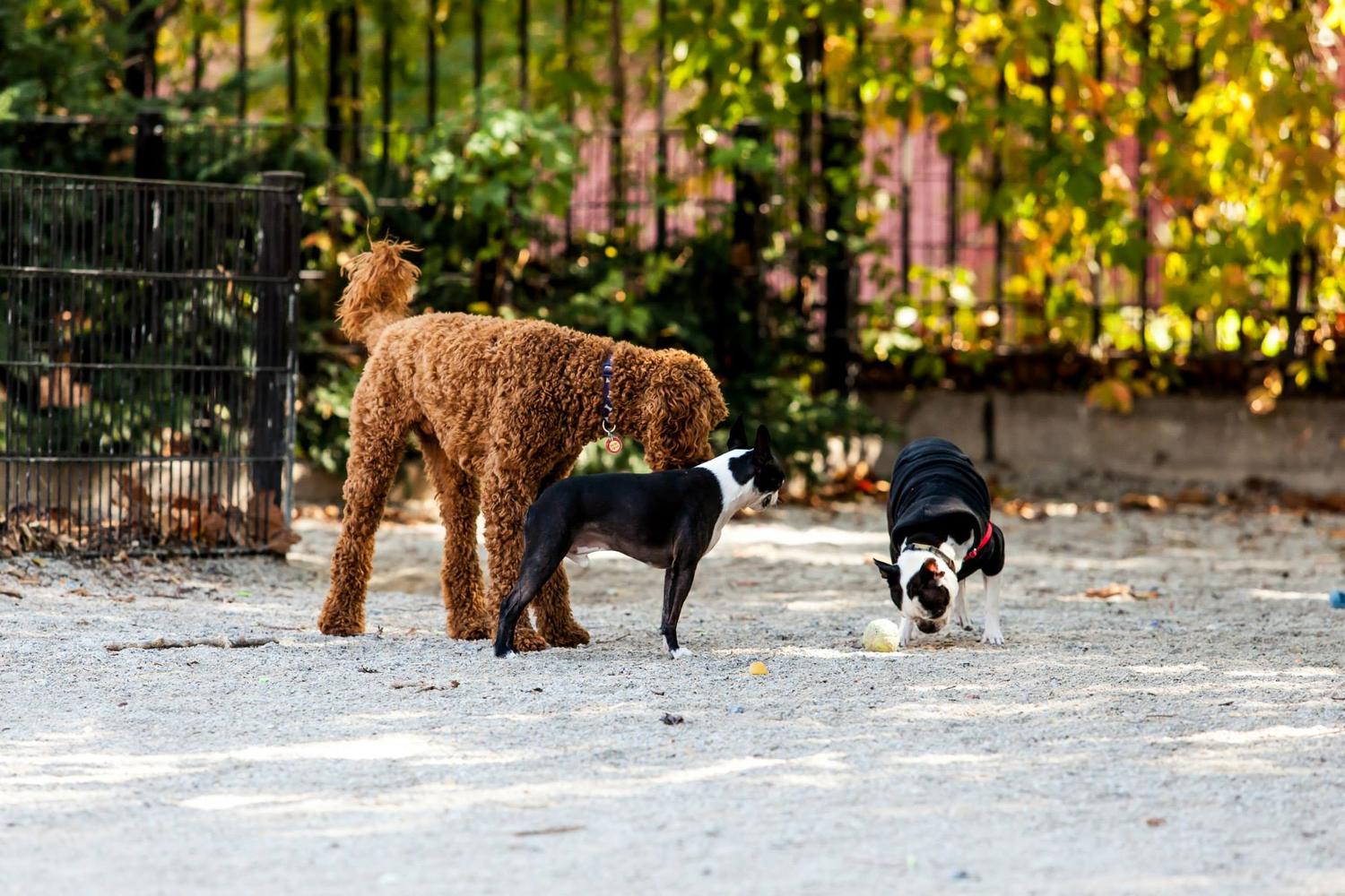 Dimattina Playground and Dog Run 0