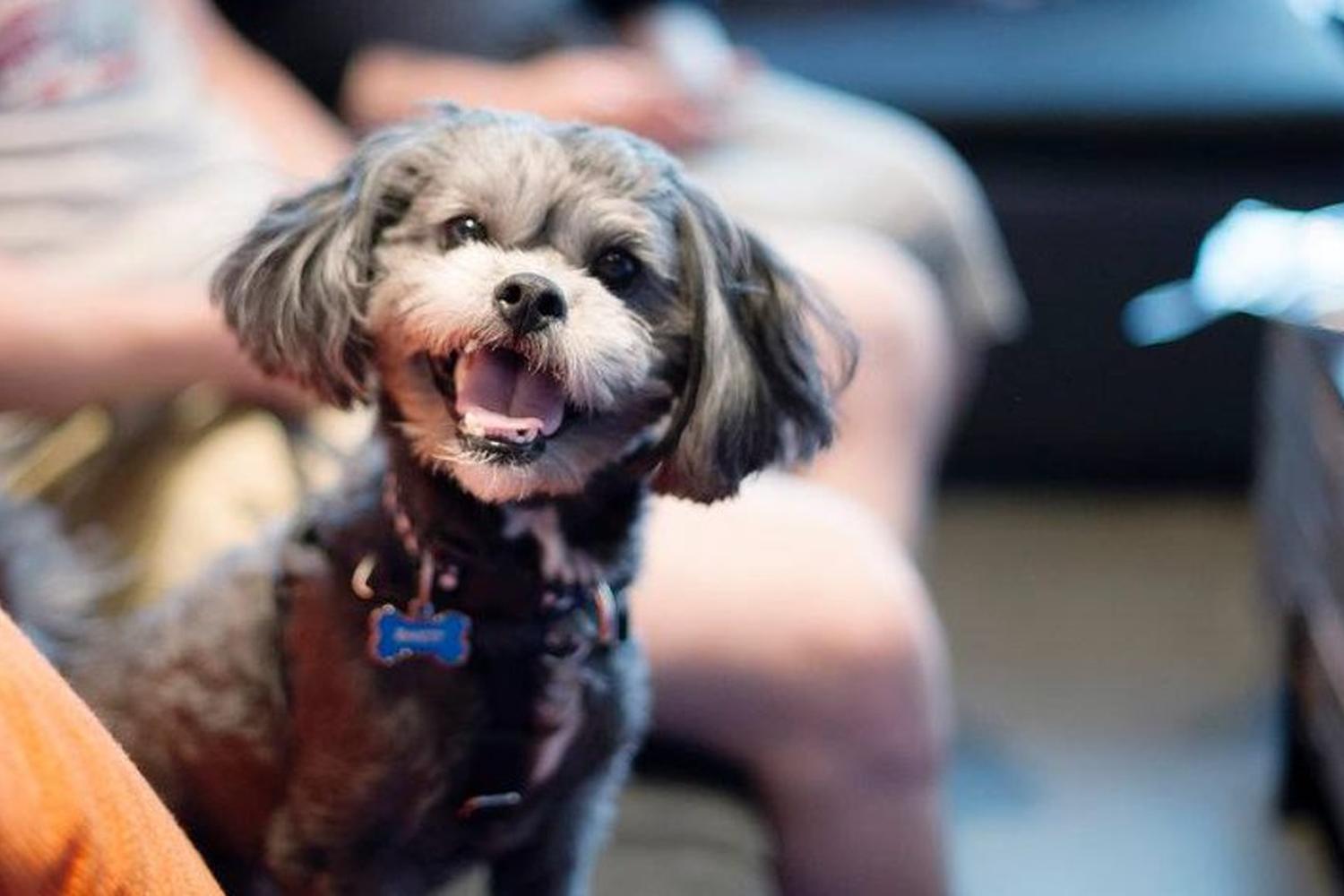 Muddy Dog and the Curious Cat Grooming 0