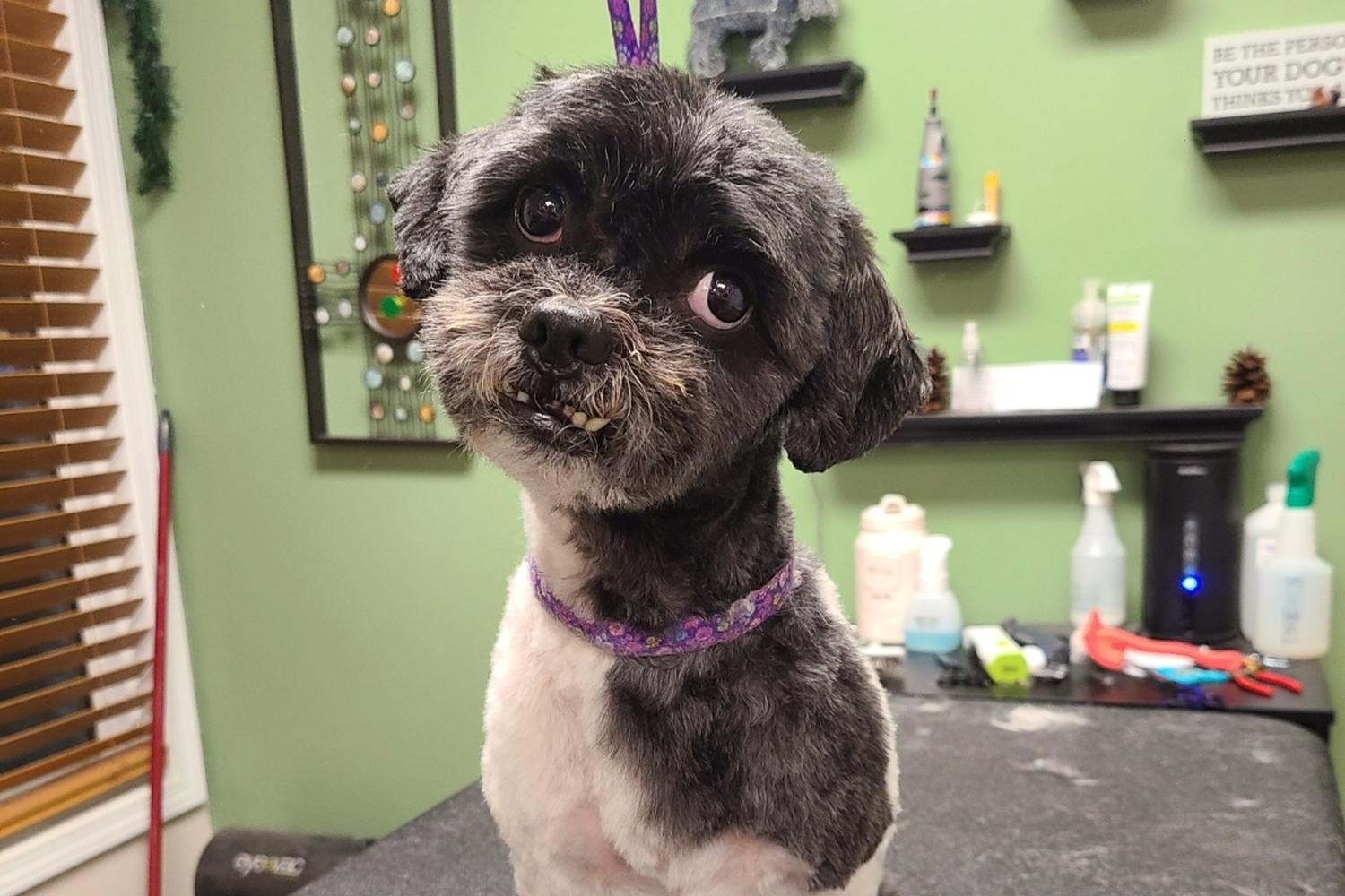 Rufflections Dog Spa 3