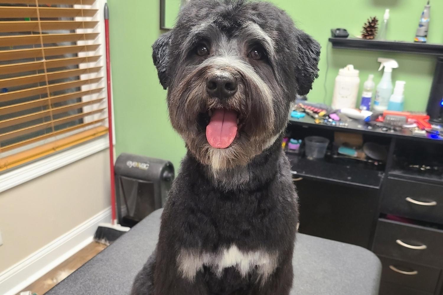Rufflections Dog Spa 2