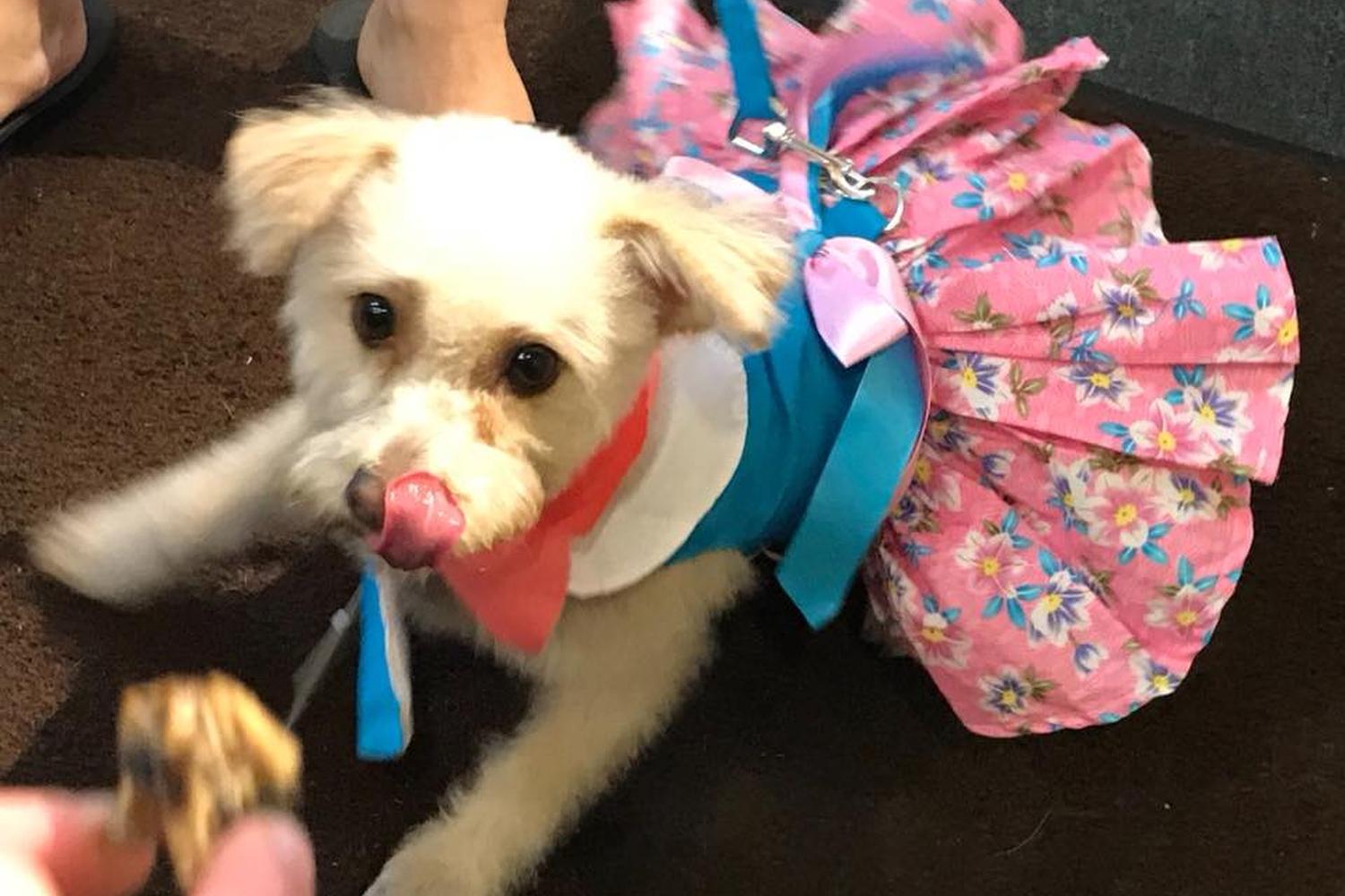 Pet Palace  II 0
