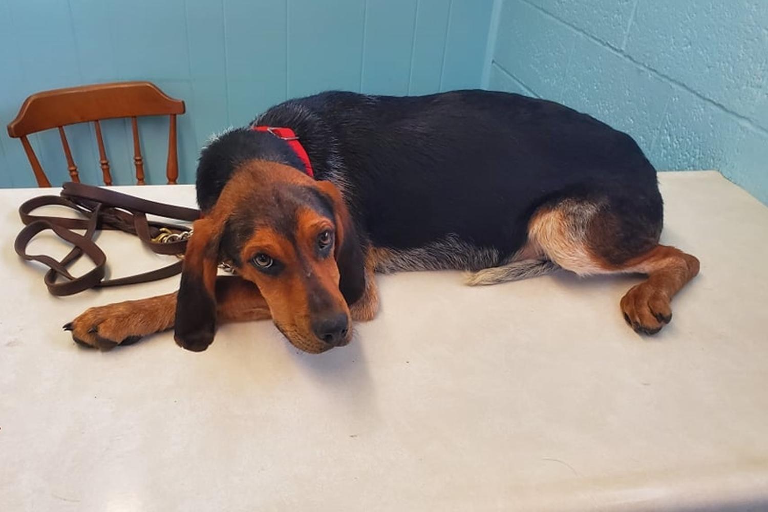 Wabash County Animal Shelter 4