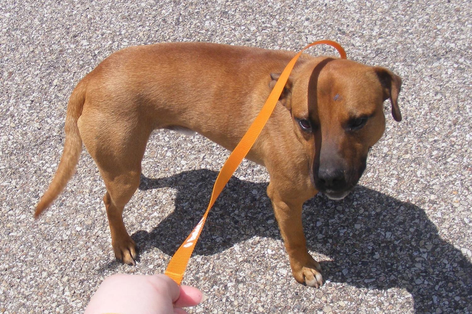 Wabash County Animal Shelter 2