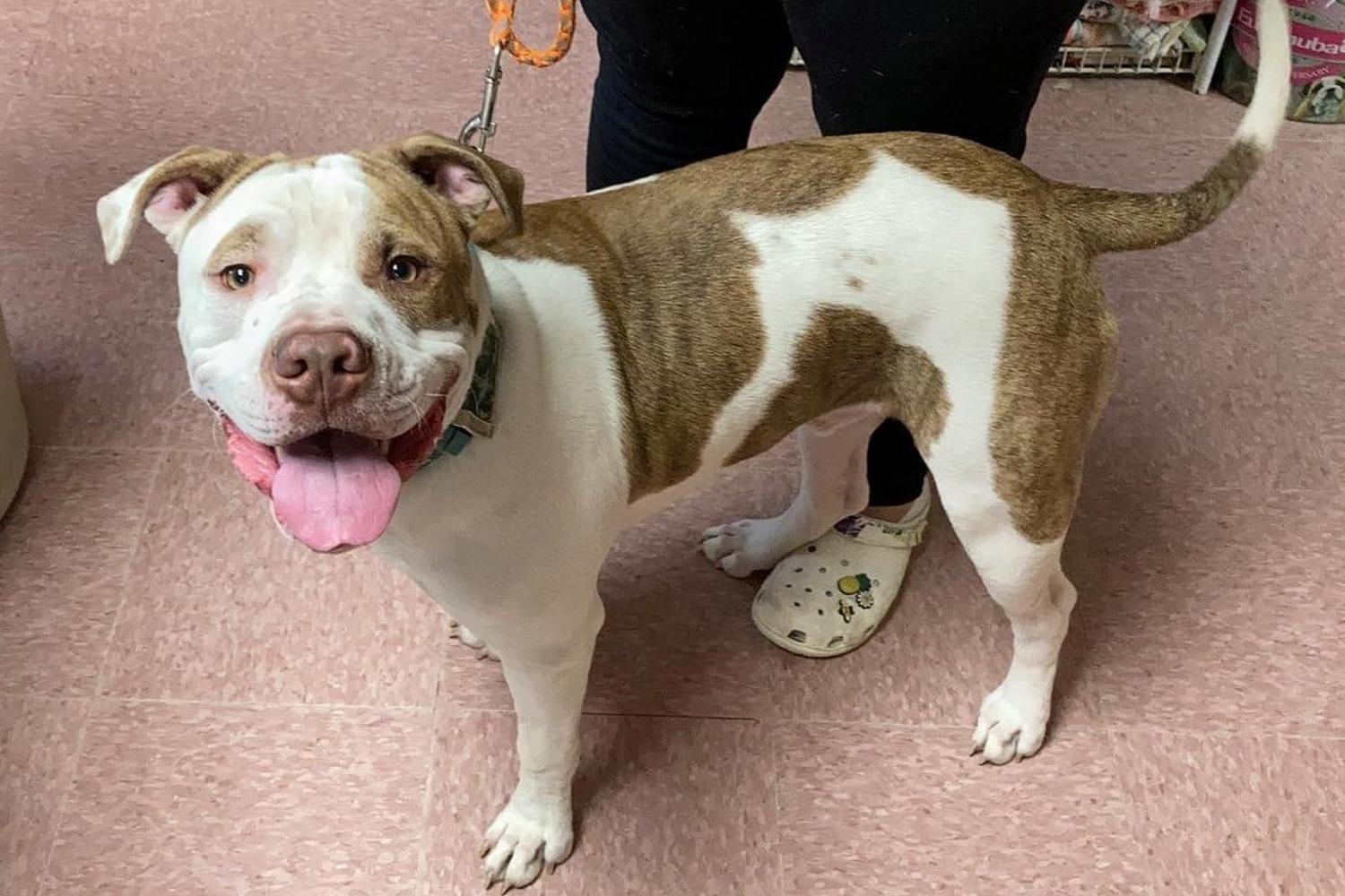 Wabash County Animal Shelter 1