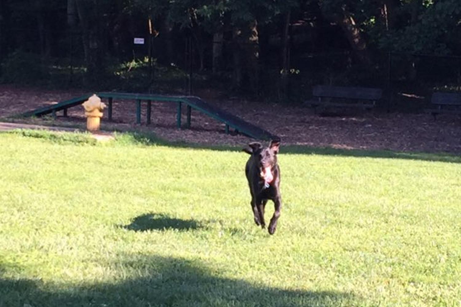 East Frankfort Bark Park 5