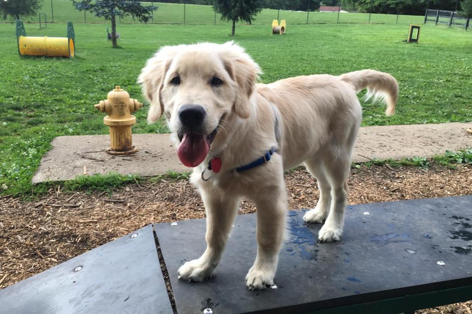 East Frankfort Bark Park 0