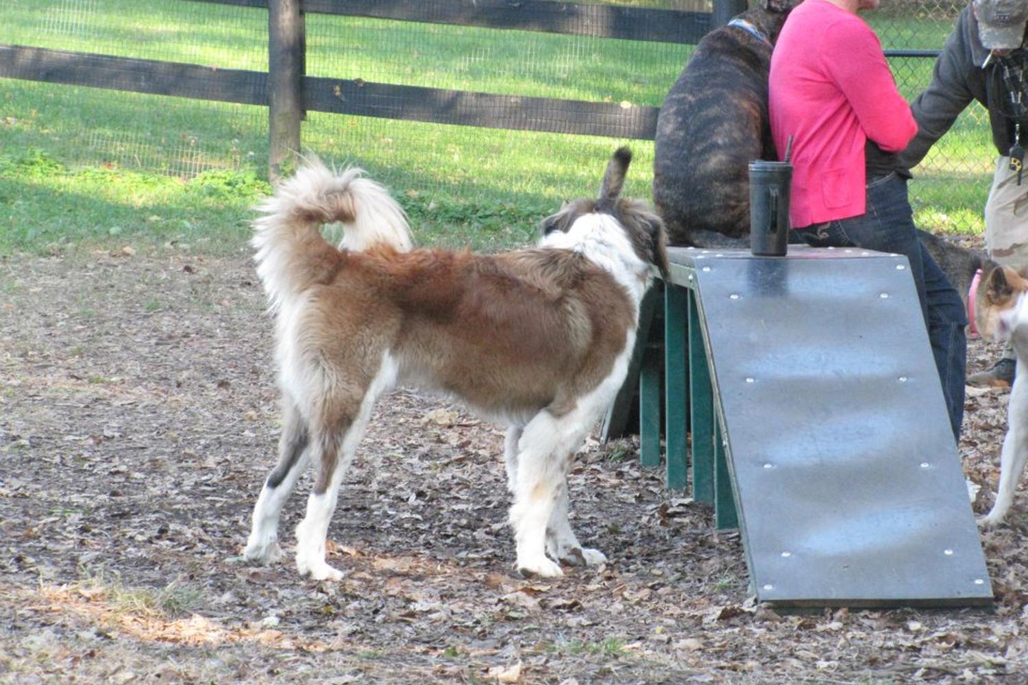 East Frankfort Bark Park 1