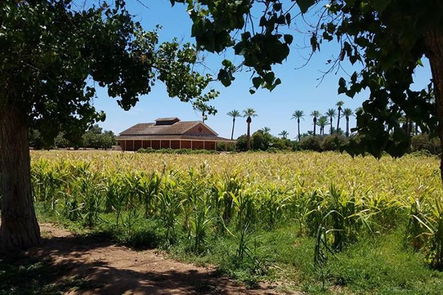 Sahuaro Ranch Park 4