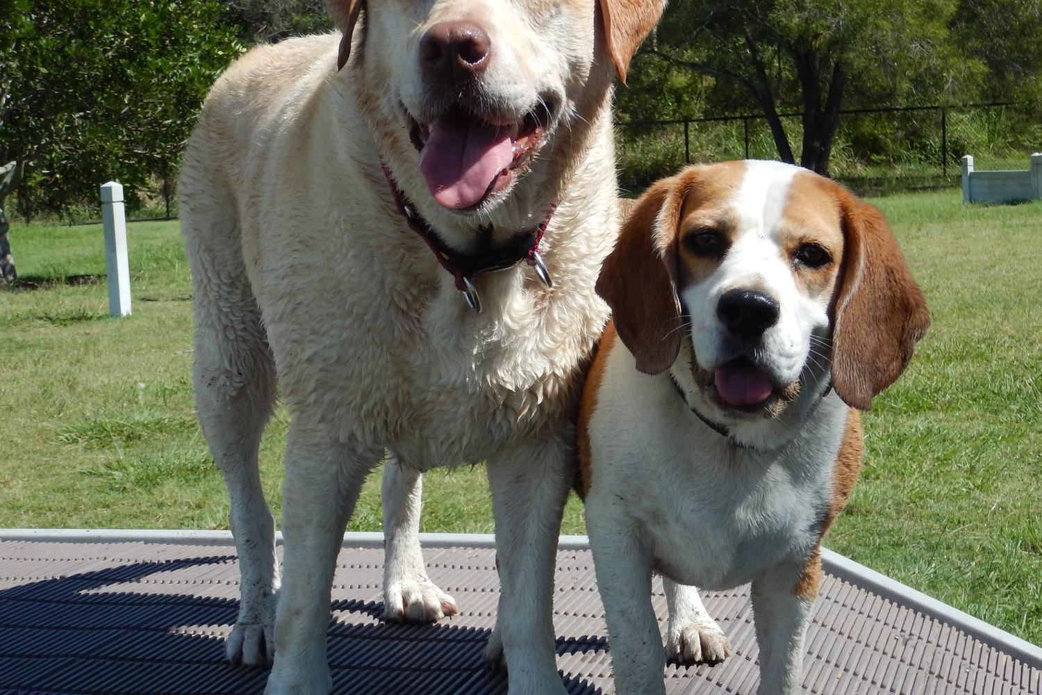 Dr. Pauls Pet Care Center Dog Park 0