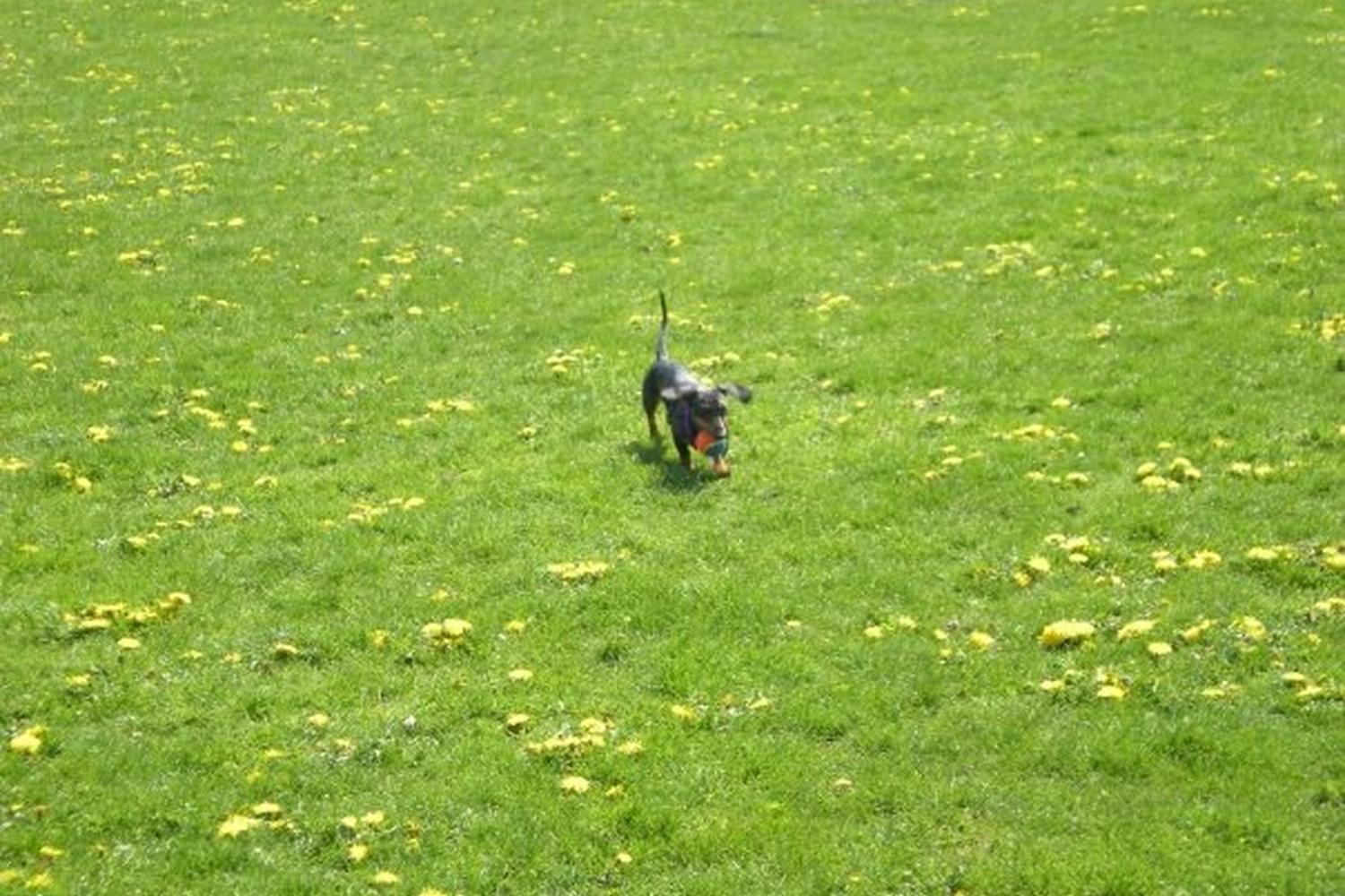 Bender Fields Dog Park 2