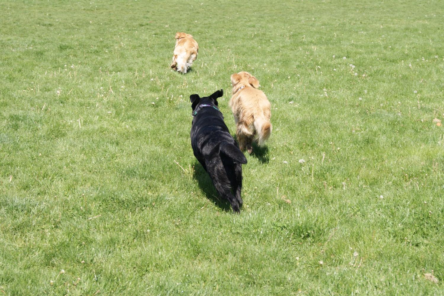 Bender Fields Dog Park 0