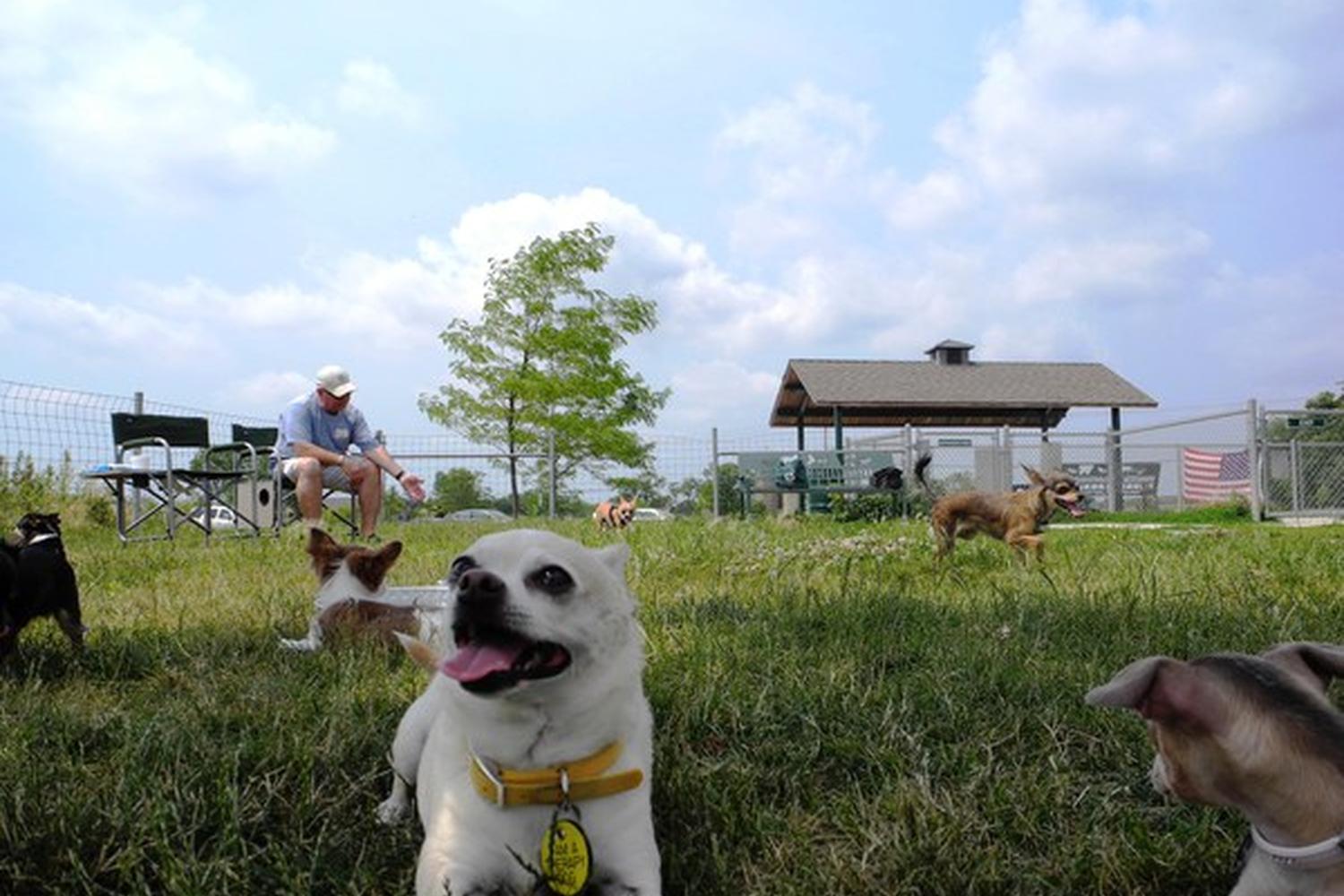 Trantina Farm Dog Park 4