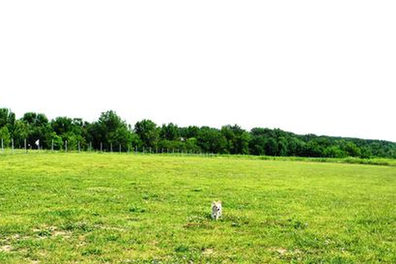 Trantina Farm Dog Park 2