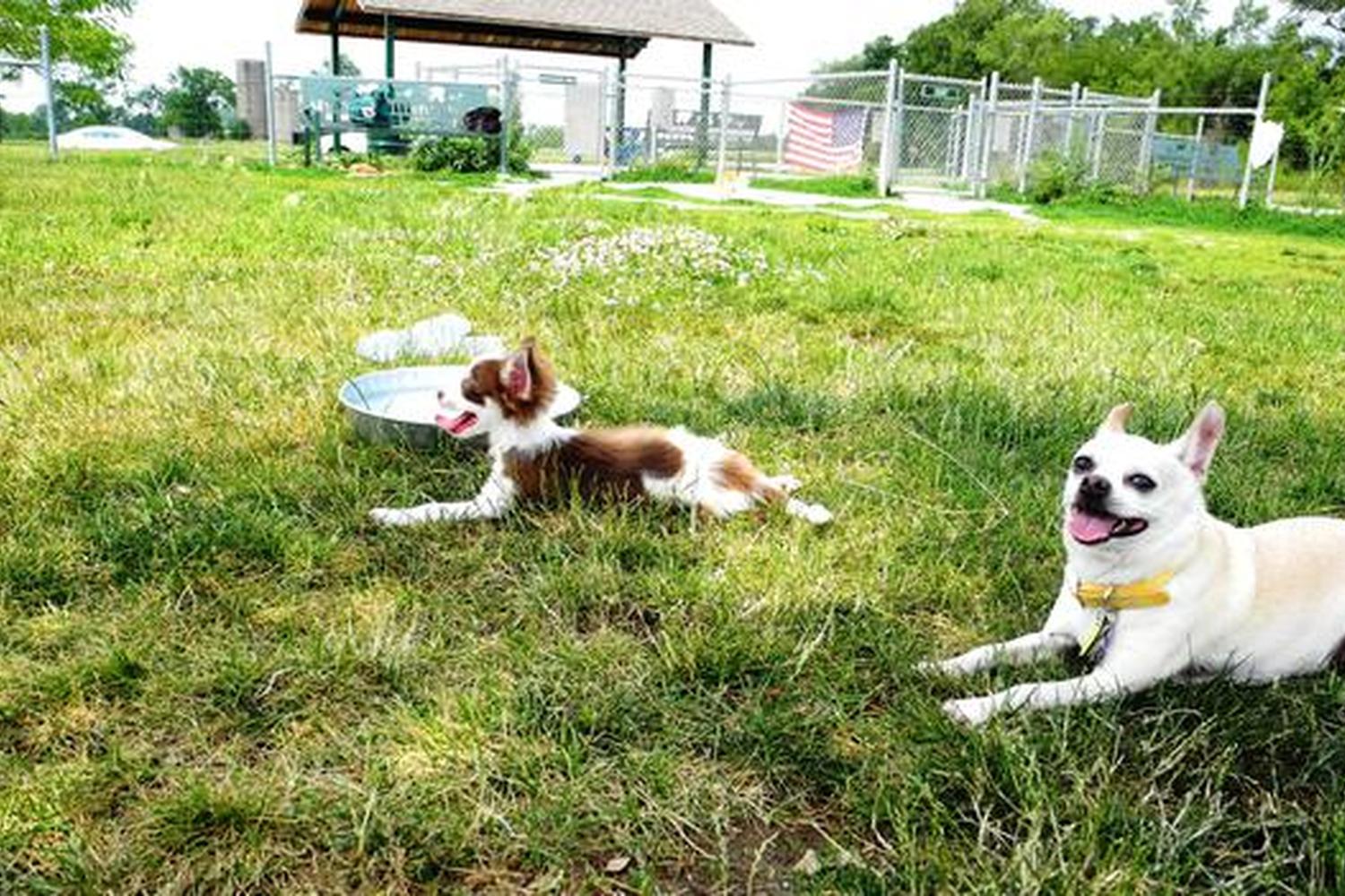 Trantina Farm Dog Park 7