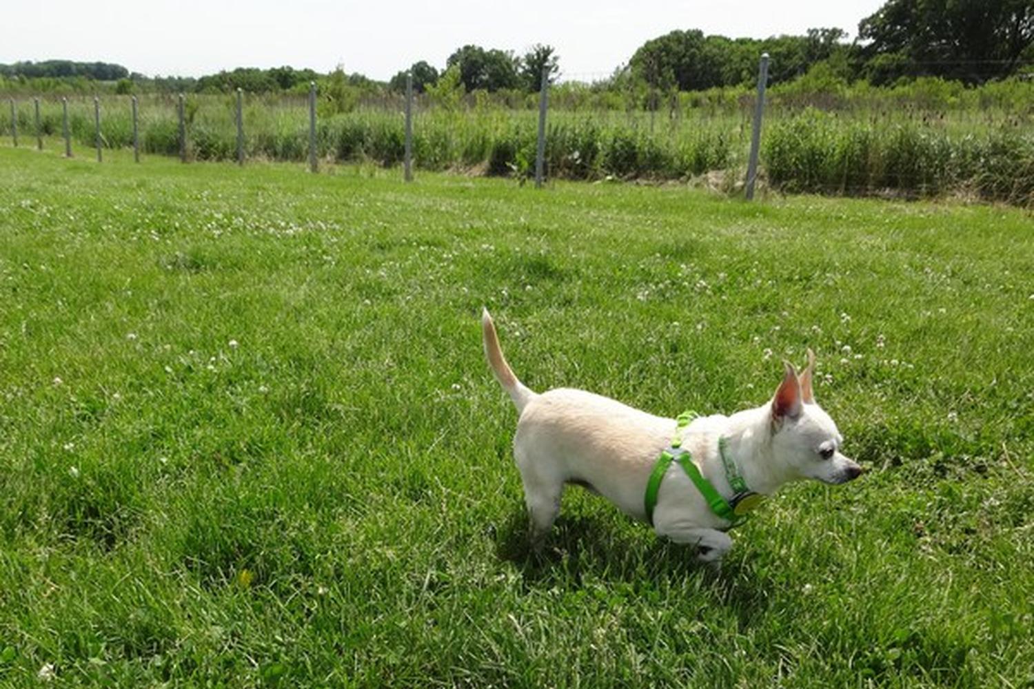 Trantina Farm Dog Park 5
