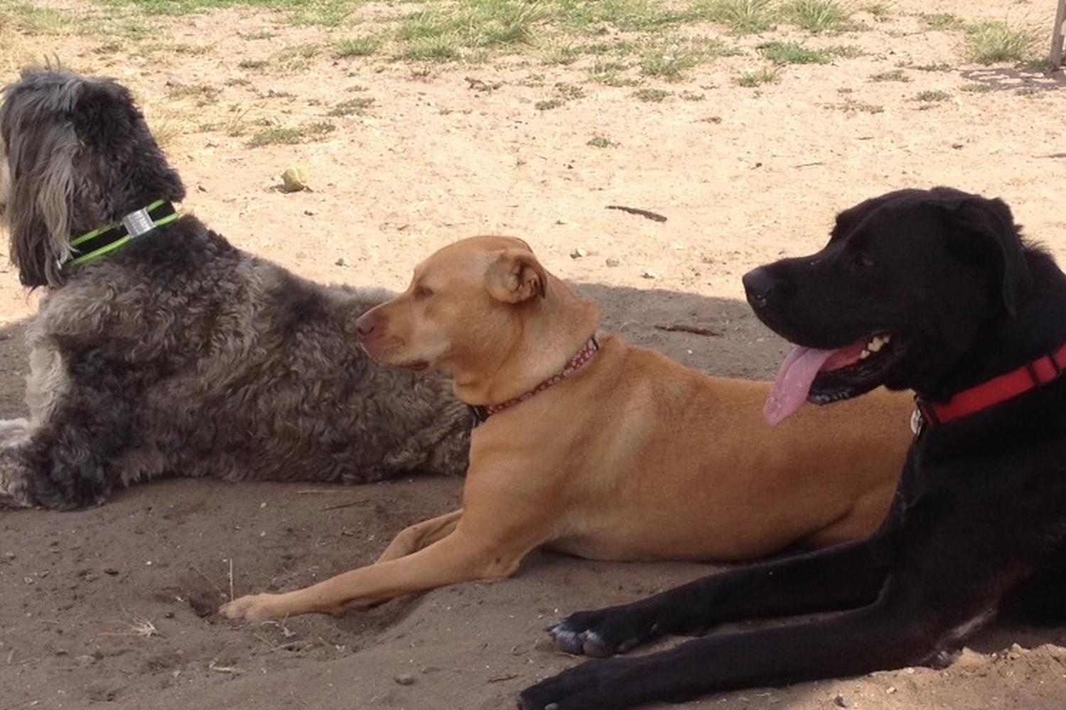 Dusty Rhodes Off-Leash Dog Park 4