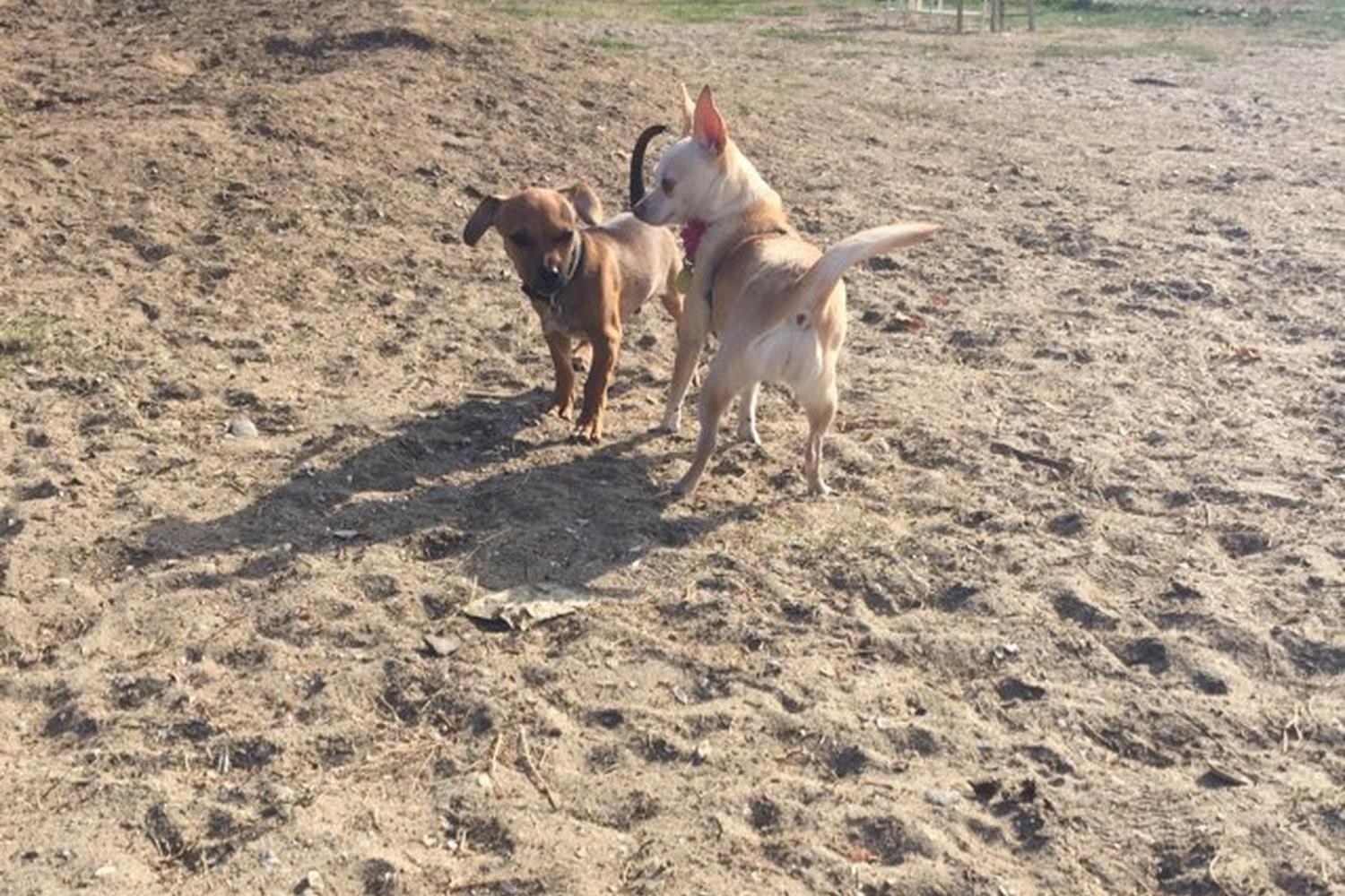 Dusty Rhodes Off-Leash Dog Park 5