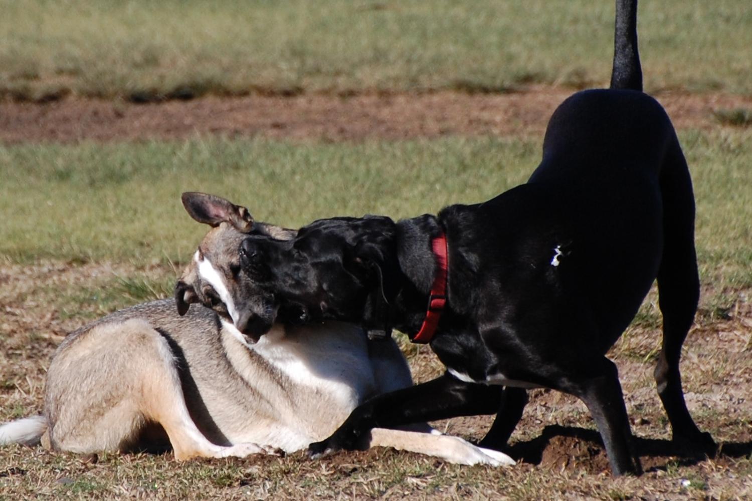 Dusty Rhodes Off-Leash Dog Park 3