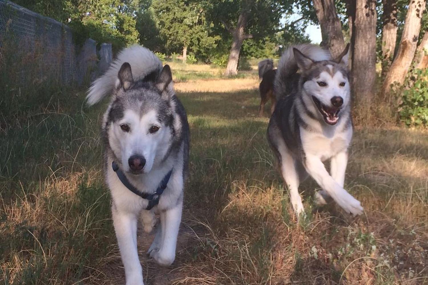 Waggin' Tails Bark Park 3