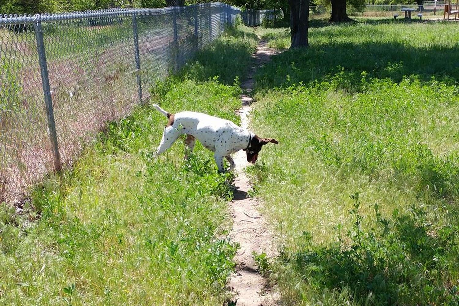 Waggin' Tails Bark Park 2