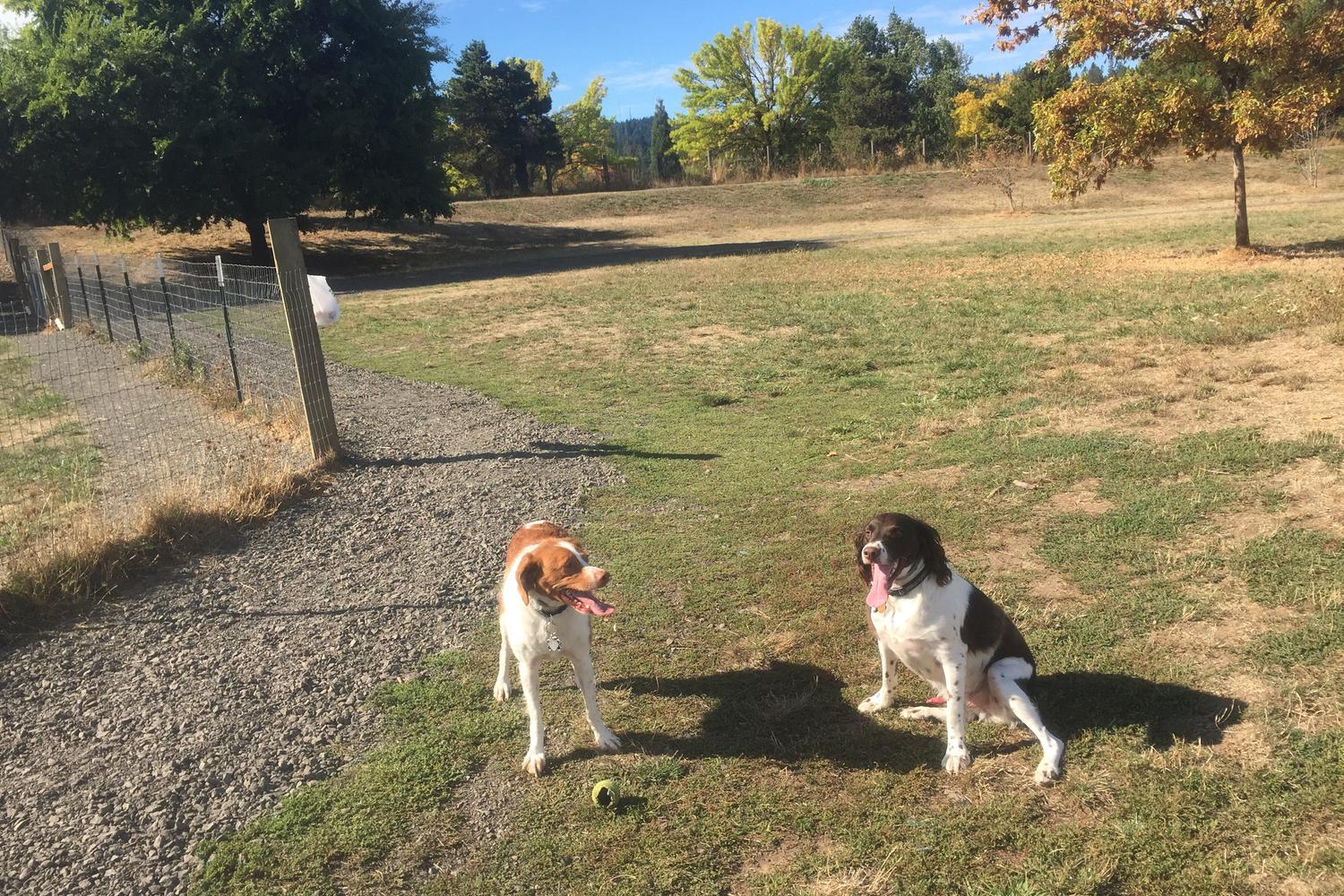 Amazon Dog Park 4