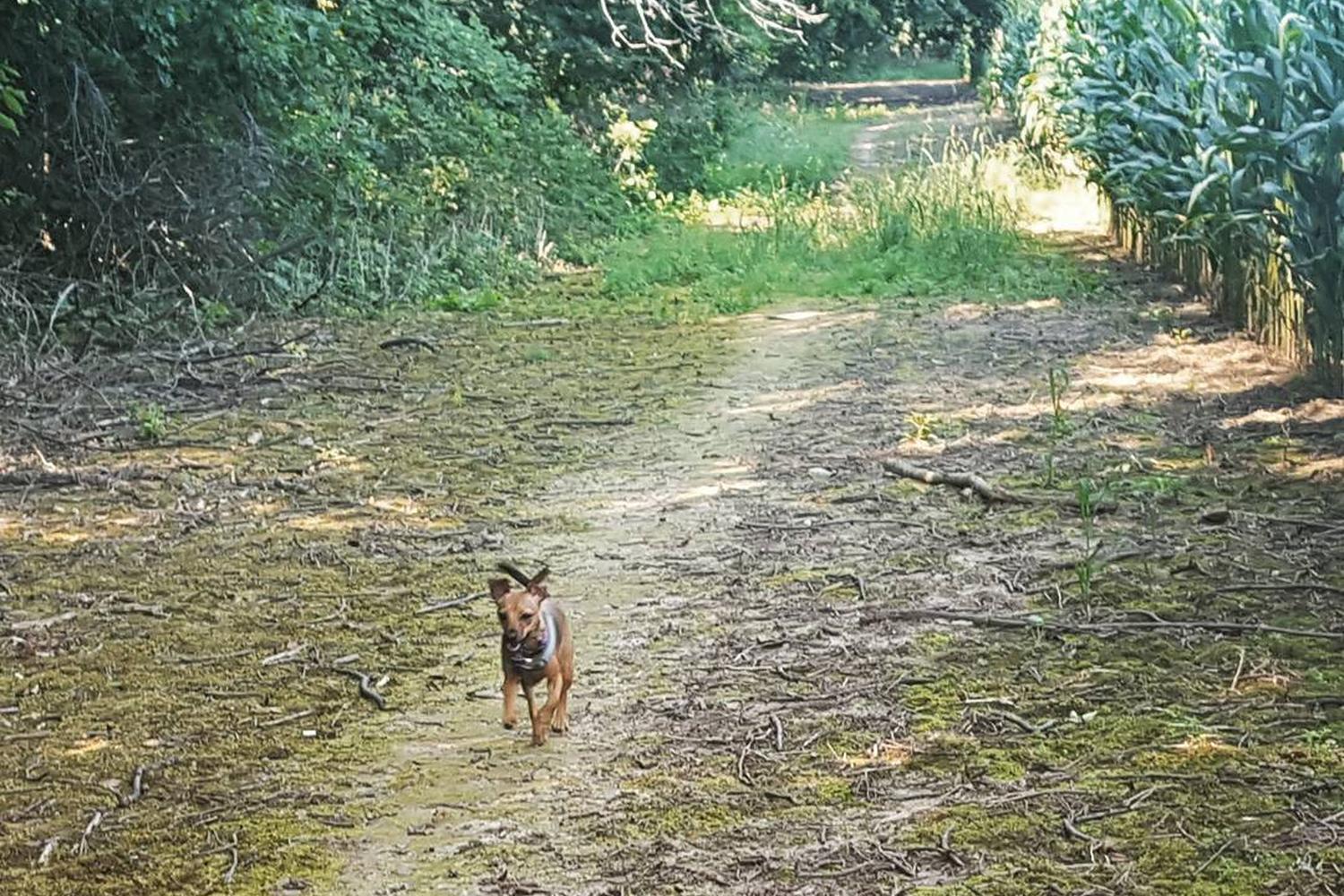 Wahfield Park 2