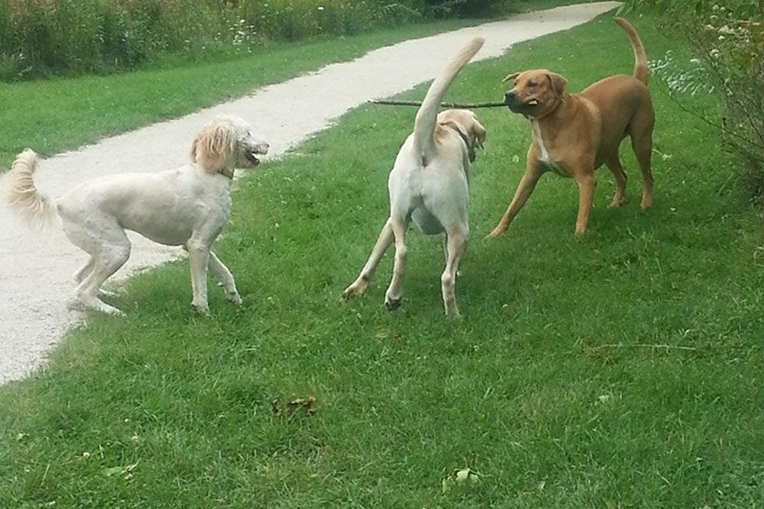 Katherine K. Carpenter Dog Park 4