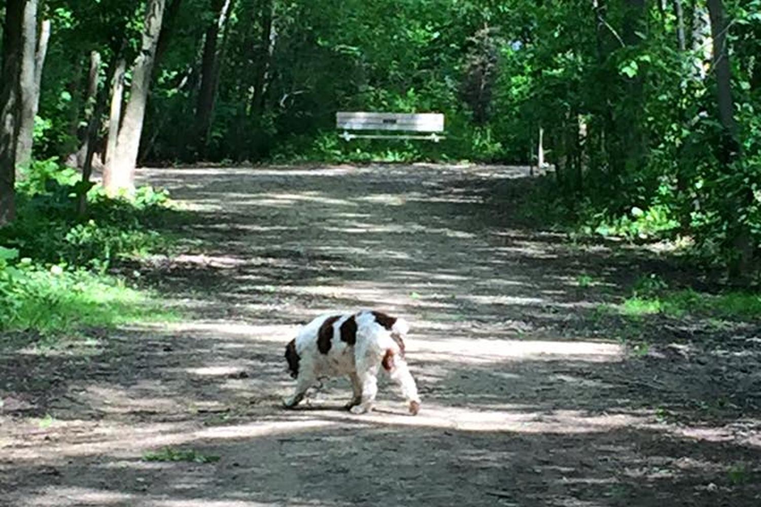 Katherine K. Carpenter Dog Park 1