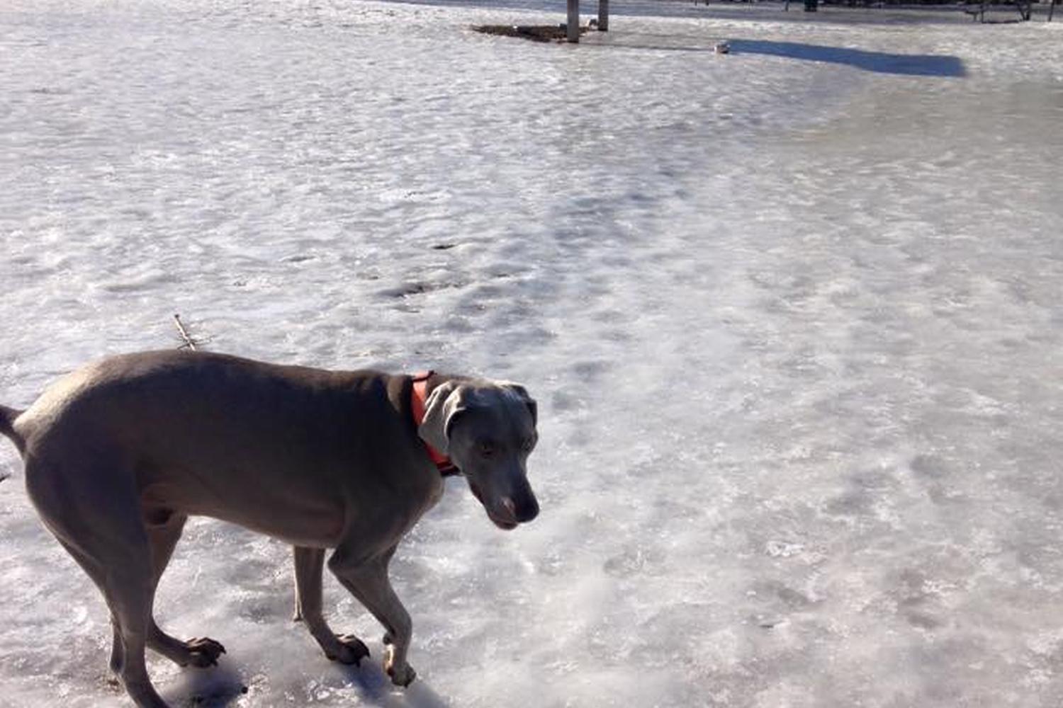Katherine K. Carpenter Dog Park 3