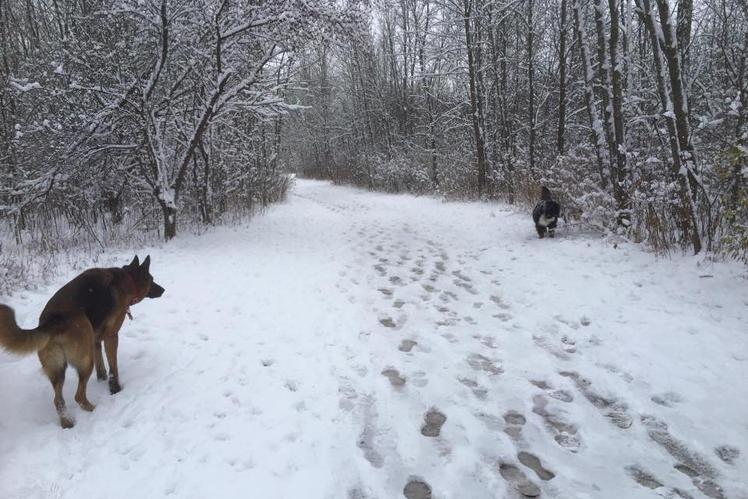 Katherine K. Carpenter Dog Park 0