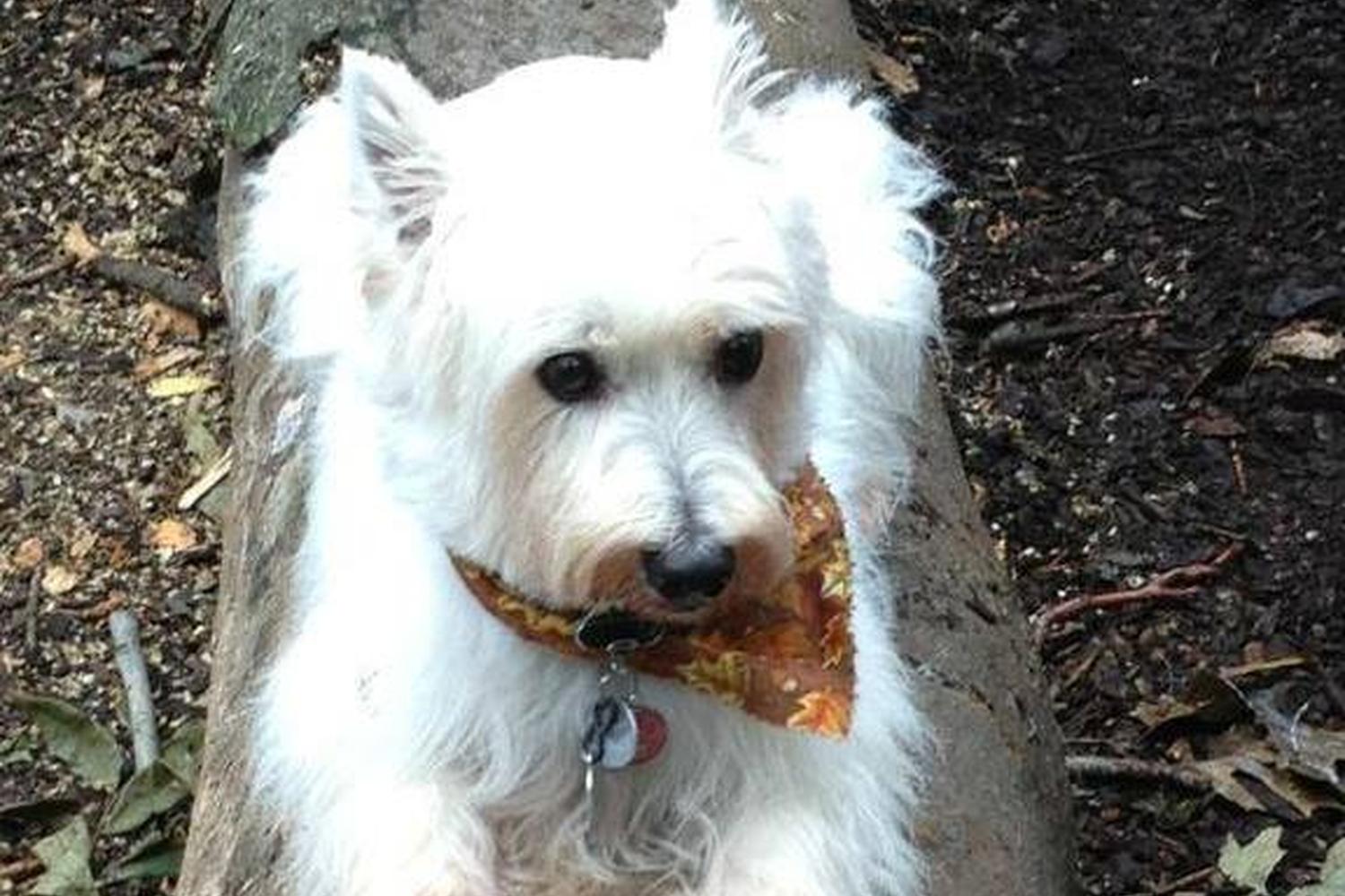 Cedar Lane Dog Park 2