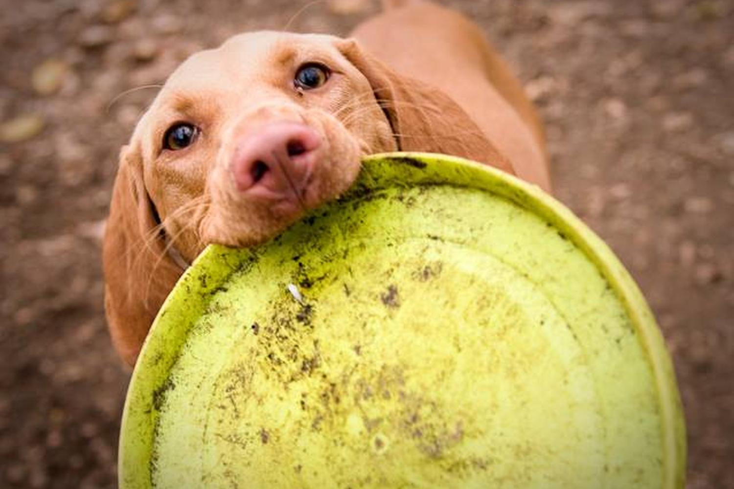 Cedar Lane Dog Park 1