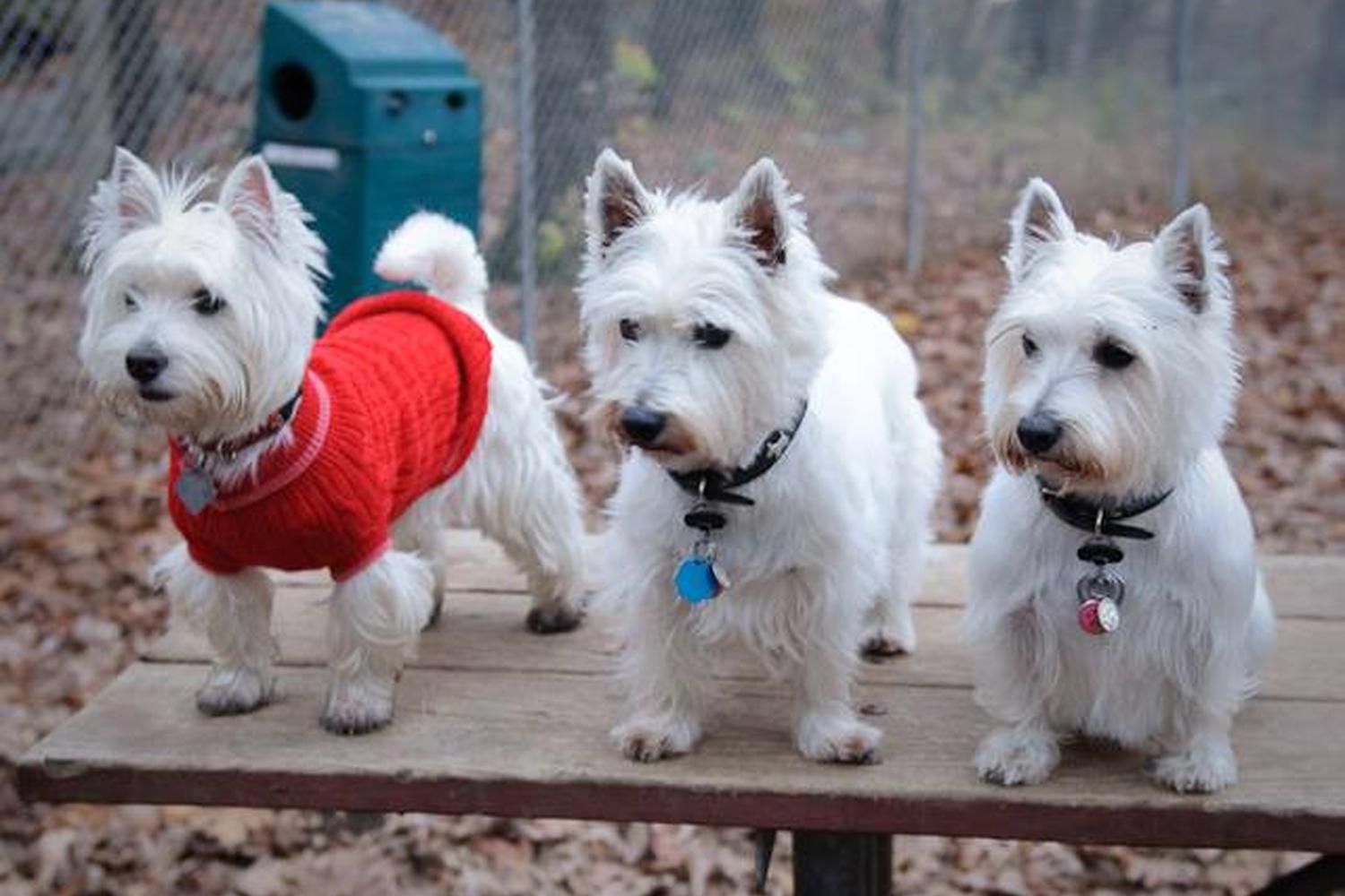 Cedar Lane Dog Park 3