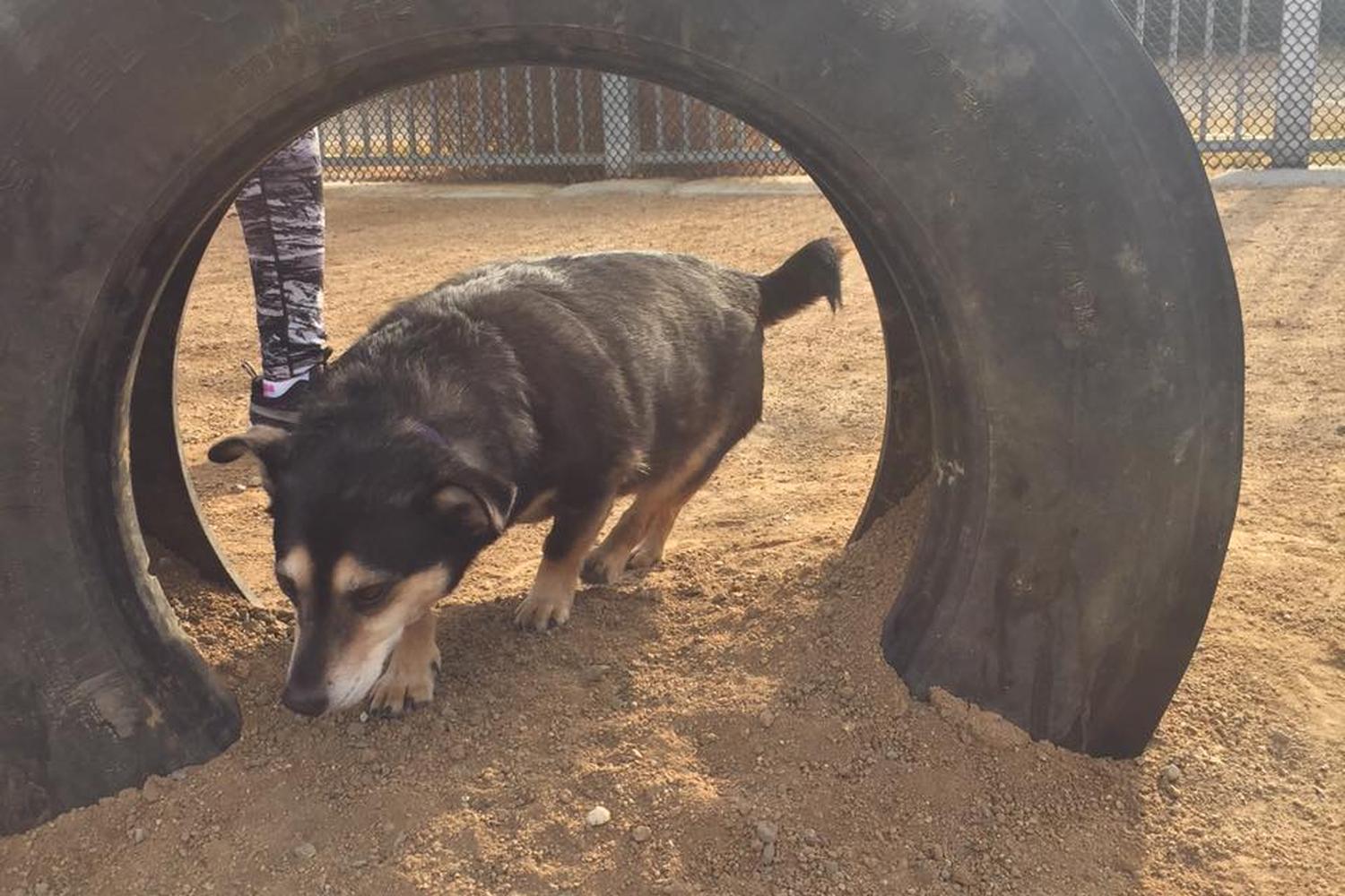 South Gate Dog Park at Hollydale Regional Park 4