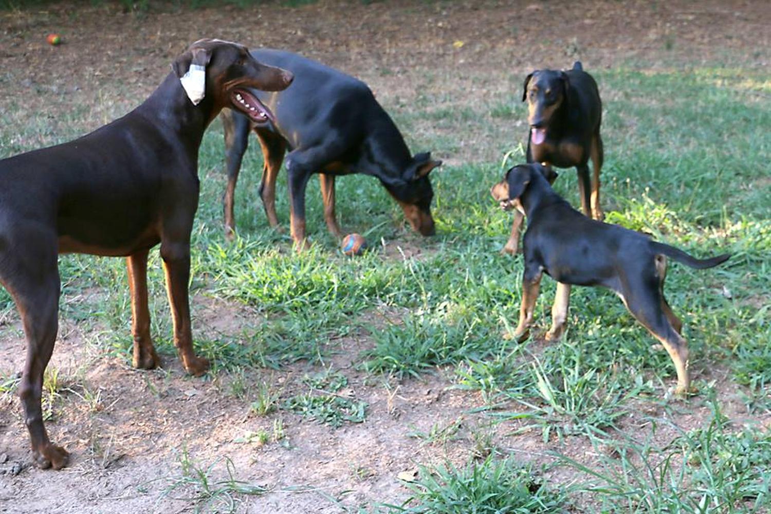 Alexander Park & Dog Park 0