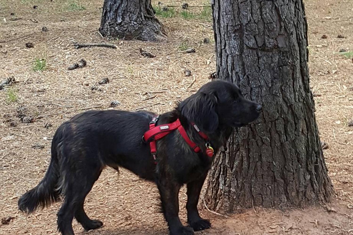Alexander Park & Dog Park 5