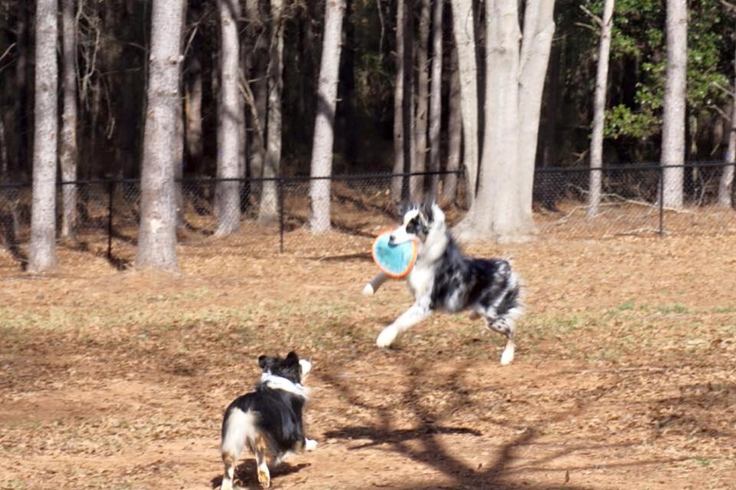 Alexander Park & Dog Park 6