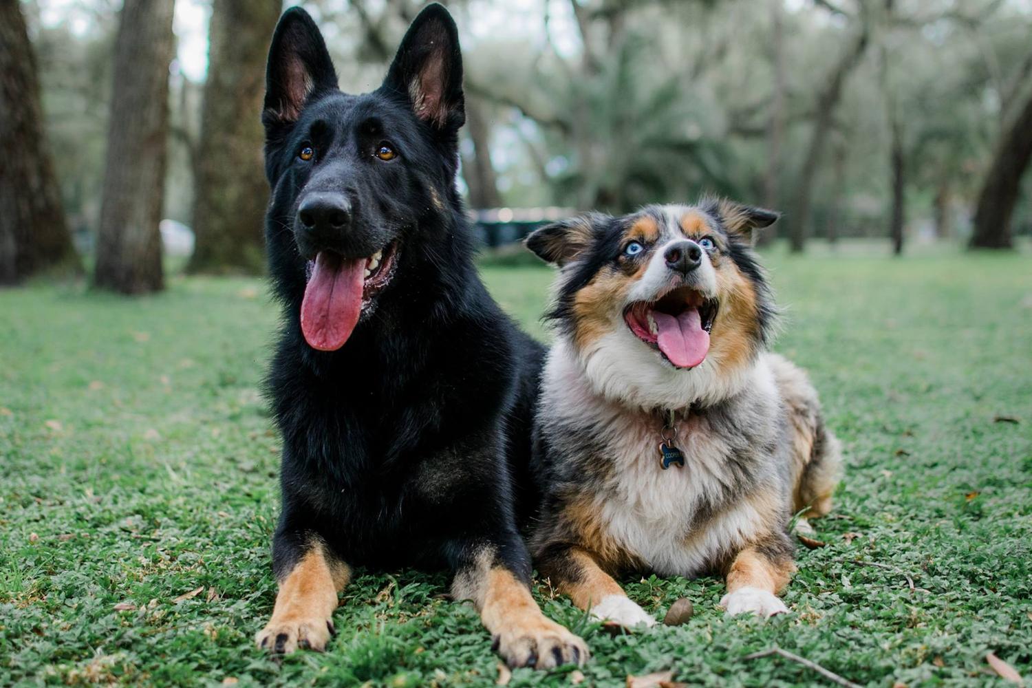 Two Shepherds Taproom 3