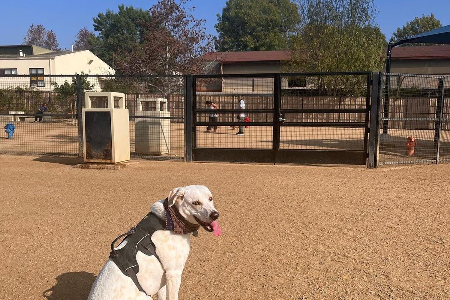 Whittier Dog Park 6