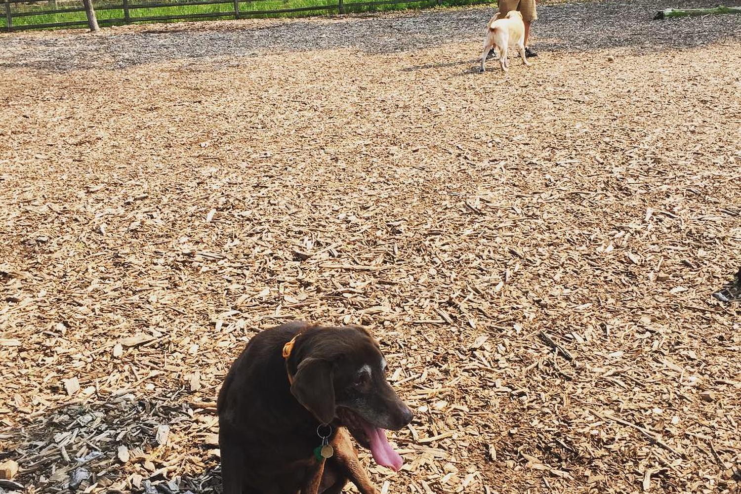Dog Park at White Oaks Park 4