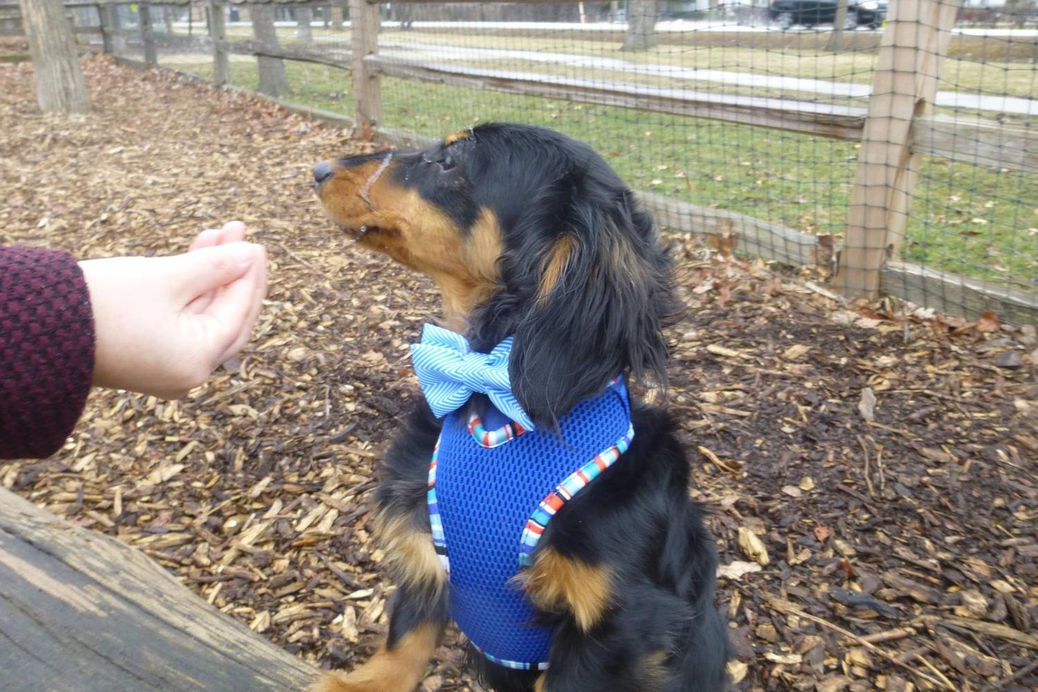 Dog Park at White Oaks Park 1