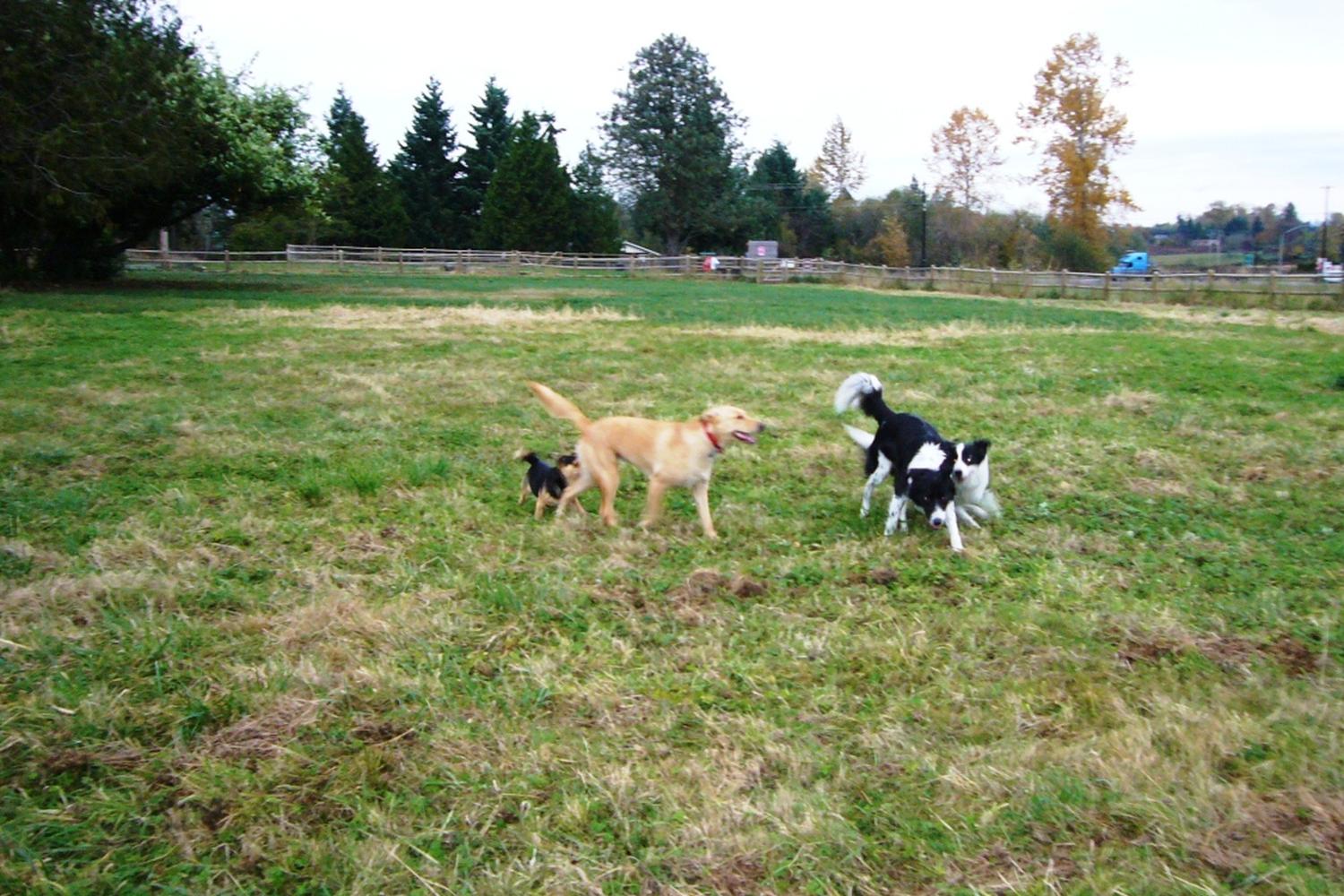 Cavalero Hill Off-Leash Dog Area 0