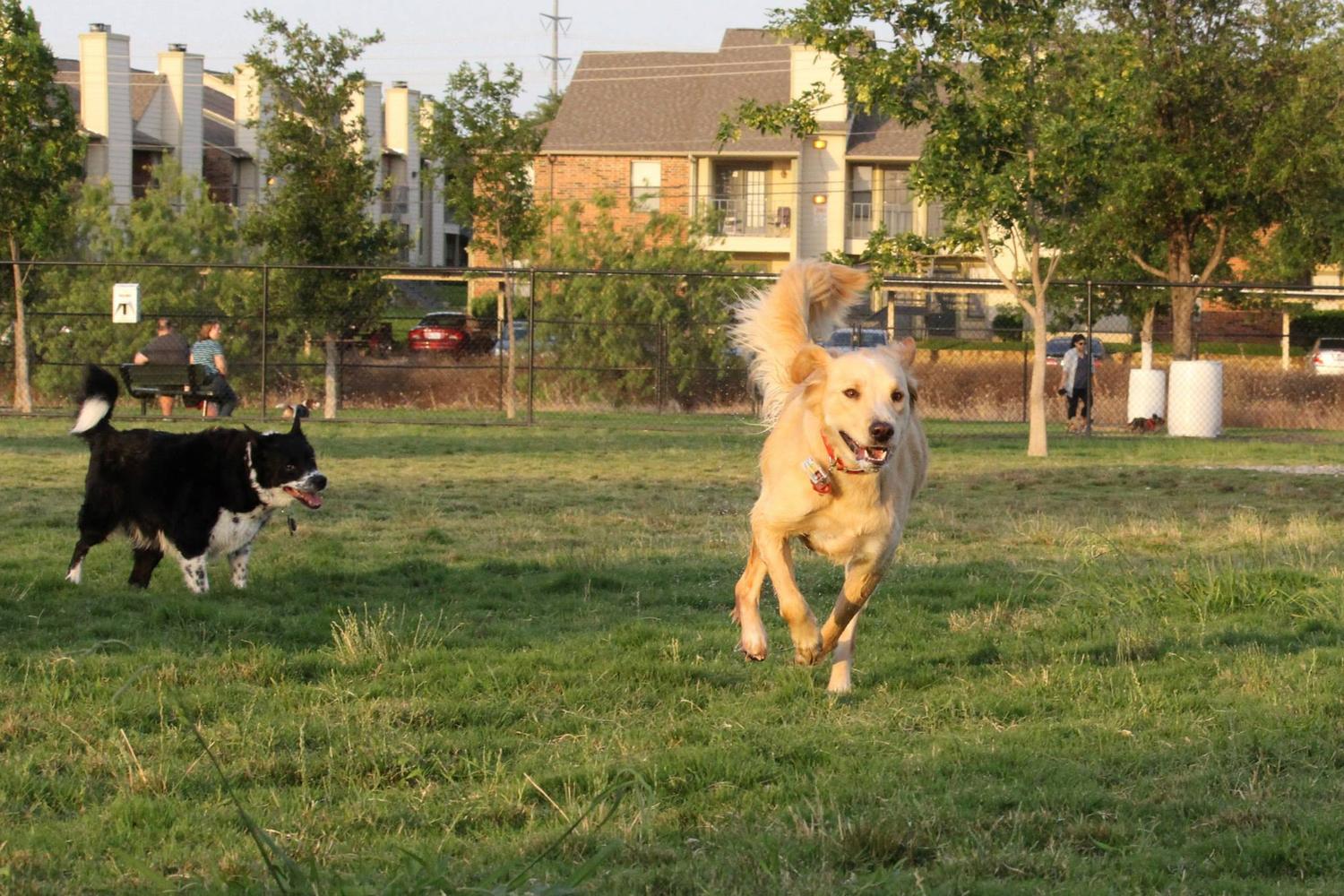 Irving Dog Park 4