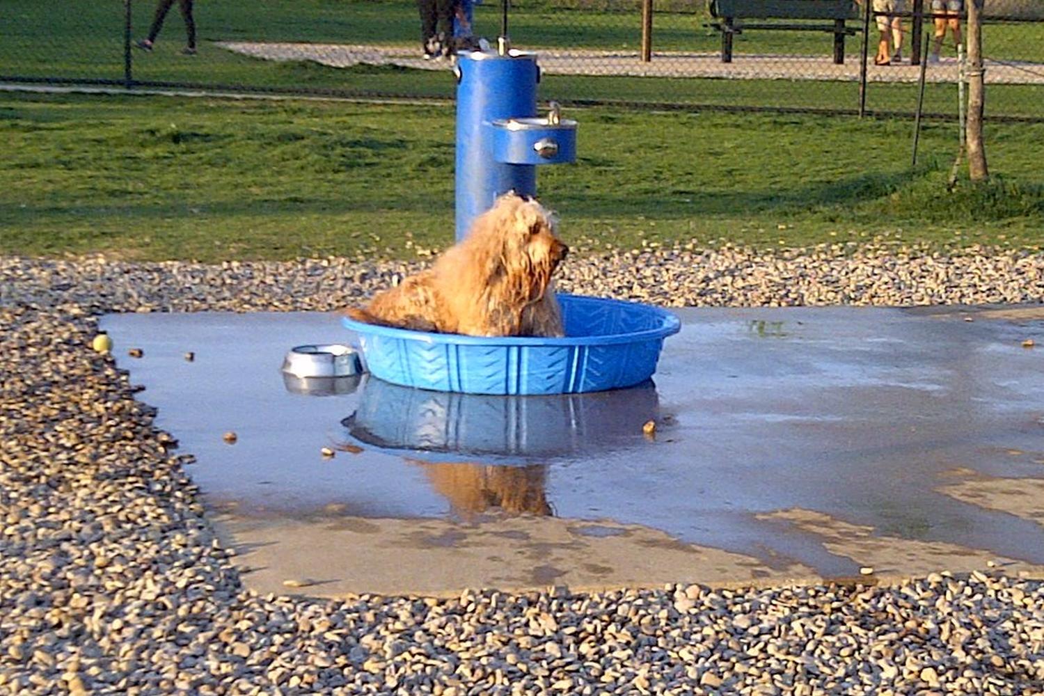 Irving Dog Park 2
