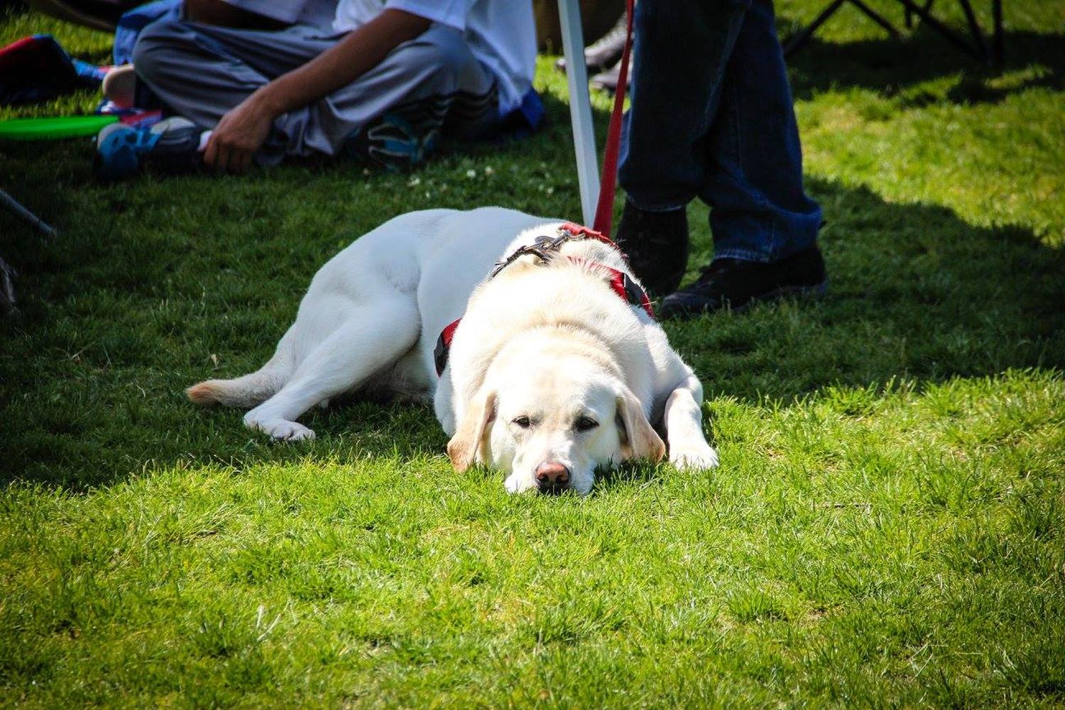 Maple Park Dog Park 6