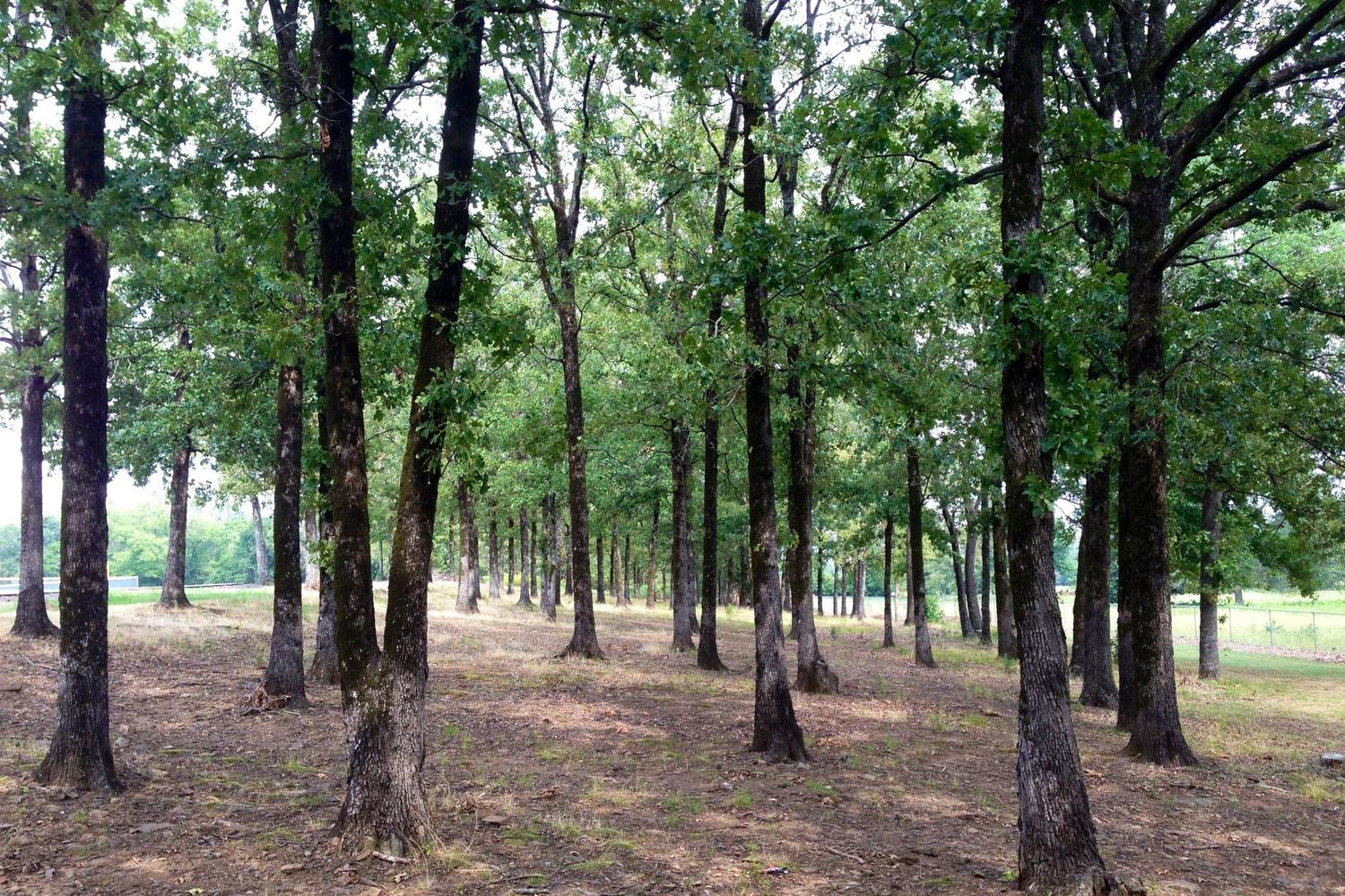 Conway's PetSafe Dog Park 2