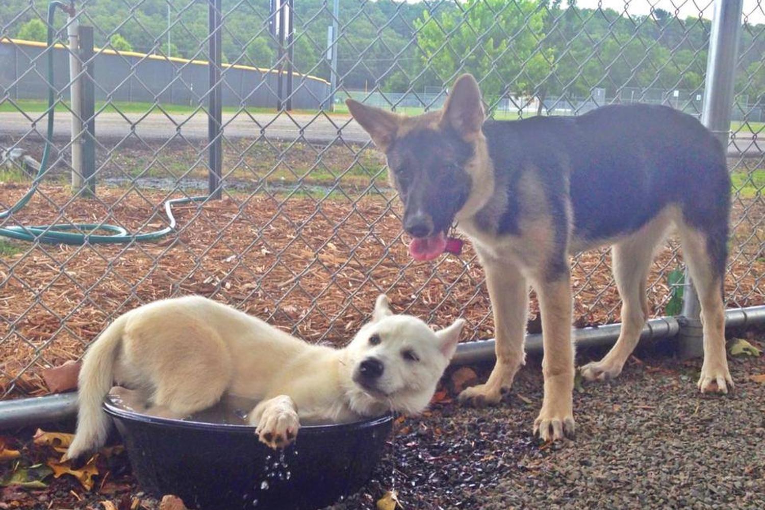 Conway's PetSafe Dog Park 7